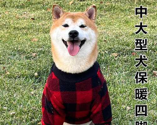如何应对宠物大狗的着凉拉稀问题（大狗健康的关键在你手中）
