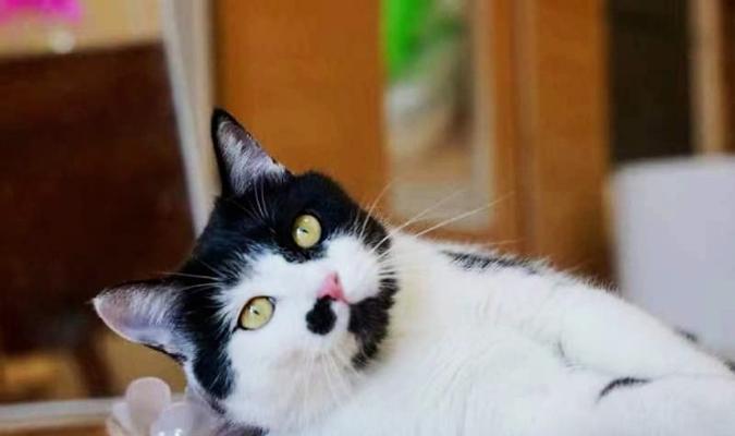 大猫厌恶小猫，背后原因揭秘（宠物世界的残酷竞争）