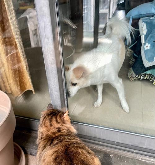 大猫与小猫相处之道（如何让你的宠物猫们和睦相处）