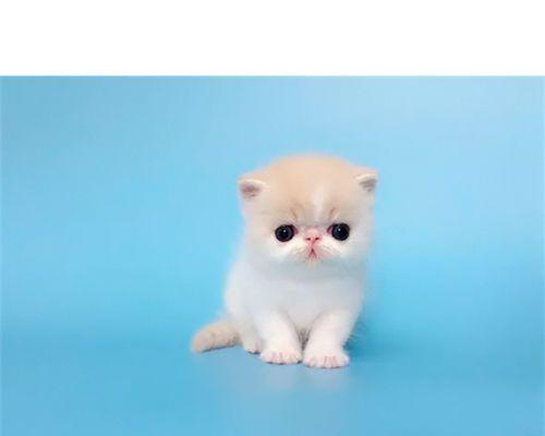 从大猫到小猫（以大猫为引导）