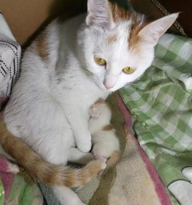 大猫为何会闻小猫的肚皮和屎（探讨宠物之间的沟通方式及行为习惯）