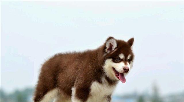 大型犬宠物养什么名字最合适（探索大型犬宠物的名字之谜）