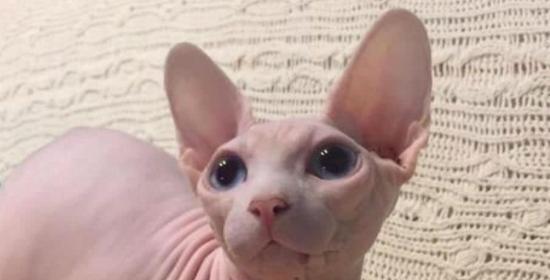 大腚猫（探索大腚猫的来历）