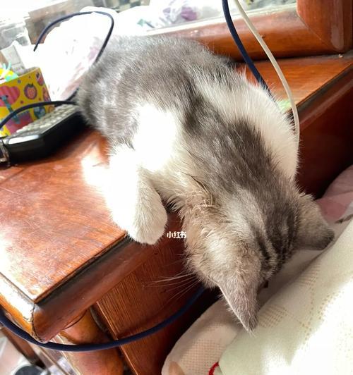 猫咪的睡姿和幸福感（以宠物为主的睡眠研究与心理学）