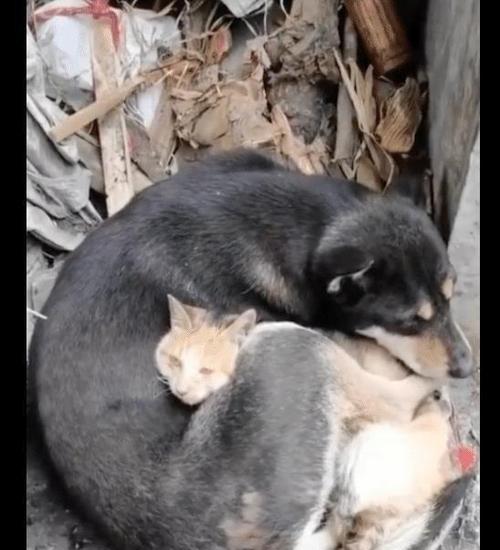 地震前狗不叫的原因（探究宠物狗感应地震的能力）