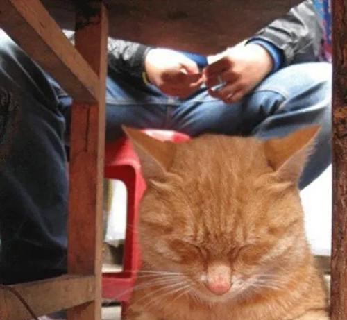 调皮捣蛋的猫咪大队（他们的恶作剧会让你笑翻了）