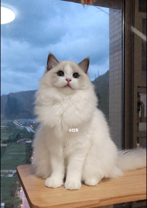 丁香色布偶猫与蓝双色——两个迥然不同的宠物世界（以颜色为基础的品种魅力）