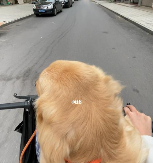 冬季狗狗能否乘坐电动车（了解电动车安全与宠物健康之间的平衡）