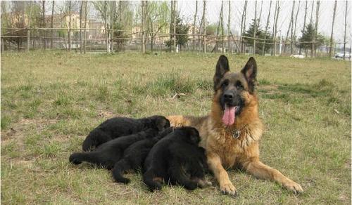 如何养护黑背幼犬过冬（从宠物健康角度出发的寒冬护理指南）