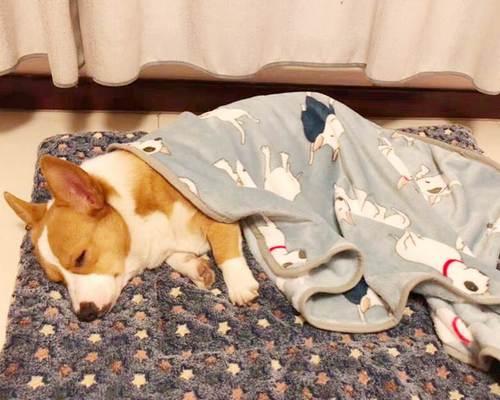 如何为冬天的幼犬保暖（宠物爱好者必看）