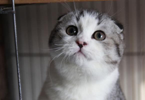 探秘折耳猫的神奇世界（解密这个拥有独特外貌的宠物）