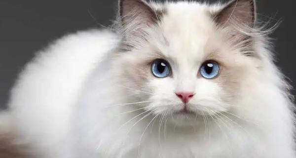 如何选择适合自己的布偶猫（以繁育级和宠物级区别为例）