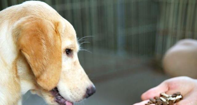 非洲犬寄生虫威胁宠物生命（揭秘非洲犬寄生虫危害）