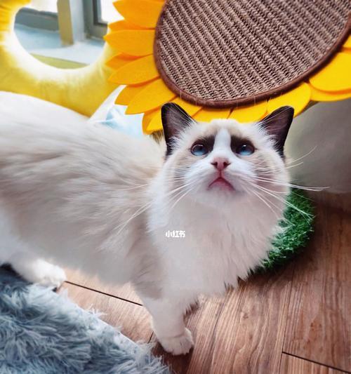探究布偶猫肥厚性心肌病的治疗与预防（从宠物保健角度出发）