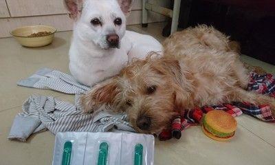 以福来恩滴在狗狗身体哪个部位使用最佳（揭秘宠物用药福来恩滴的正确使用方法）
