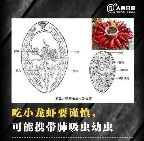 宠物猫是否会感染肝吸虫（了解肝吸虫猫咪身上有无的方法与预防措施）