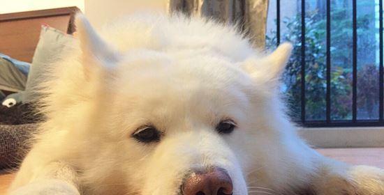 狗狗鼻子有异物是常见问题（了解狗狗鼻子异物的原因和处理方法）