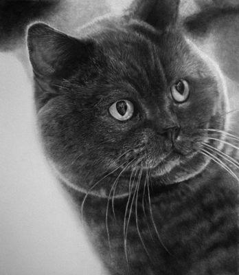 如何精致地描绘猫咪的毛发（从宠物到艺术品）