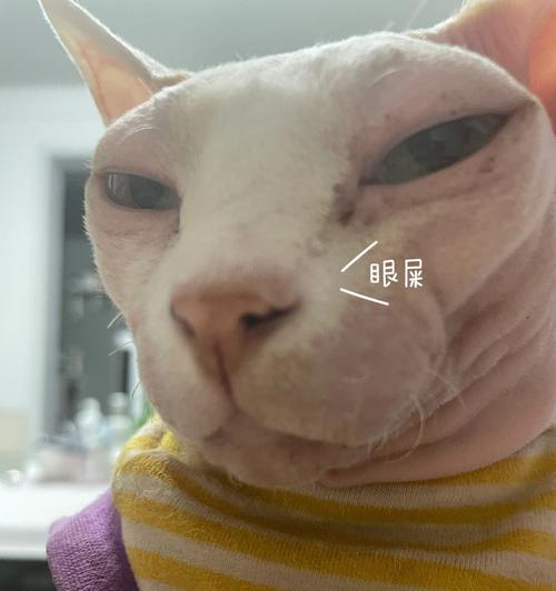 经常给猫咪擦眼屎，有益健康（了解猫咪眼屎的危害与处理技巧）
