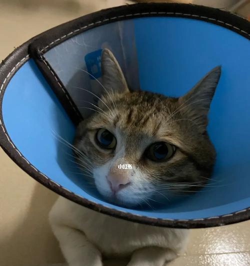 爱宠跑丢了怎么办（以绝育的猫咪如何防止跑丢）
