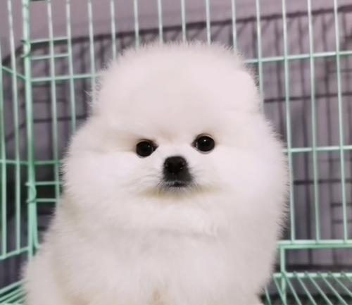 俊介犬与博美的区别（了解宠物品种特点）