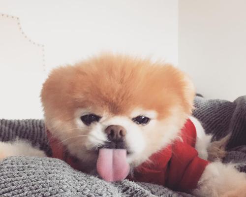 小狗萌宠，带你走进爱的世界（追寻可爱小狗的秘密）