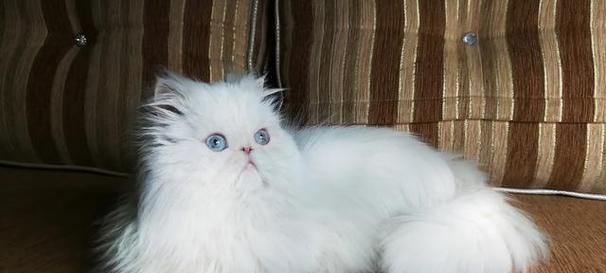 小猫的品种与魅力（探秘可爱小猫的多样品种及其特点）