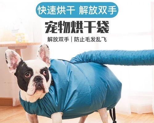 如何用吹风机正确吹干小猫（宠物护理必备技巧）