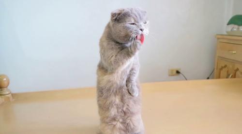 猫咪争斗解析——宠物的另一面（酷爱与您一起看透宠物内心深处）