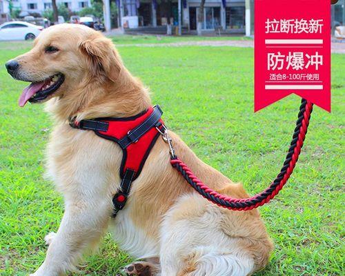 拉布拉多犬防疫针注射全攻略（打疫苗不是随便一针）