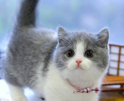 以蓝白英短加布偶猫为主题的串串宠物故事（从相遇到相知）