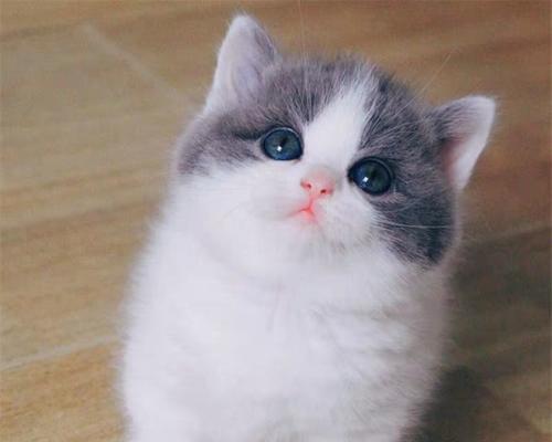 了解蓝白折耳短脚猫的养护之道（以宠物为主）