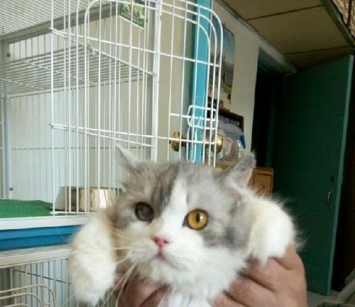 蓝猫与布偶交配后的后代（探讨蓝猫和布偶杂交后的特点及宠物爱好者关注的问题）