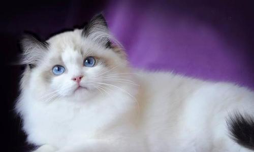 蓝猫和布偶能生出后代吗（探讨蓝猫和布偶混种的可能性及特点）