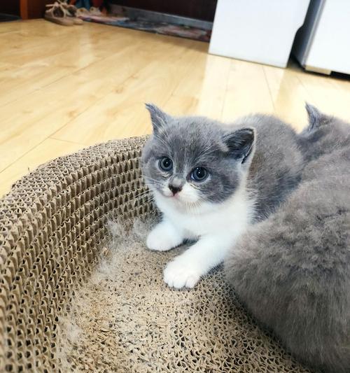 蓝猫和蓝白为什么会生出折耳宝宝（探究折耳猫的遗传基因和饲养注意事项）