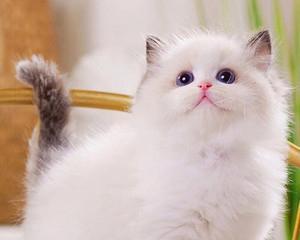 以蓝猫渐层布偶哪个好看（比较蓝猫渐层布偶的外观和性格）