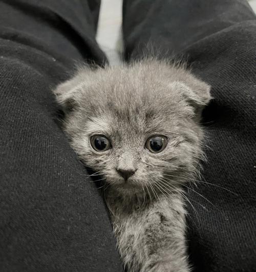 以蓝猫可以生出折耳猫吗（猫咪基因遗传学与折耳猫的形成）
