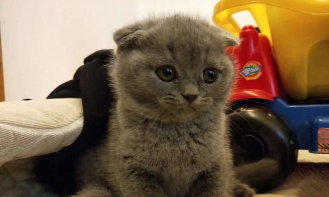 深入了解以蓝猫折耳为主题的宠物养殖（探究以蓝猫折耳为主的宠物养殖）