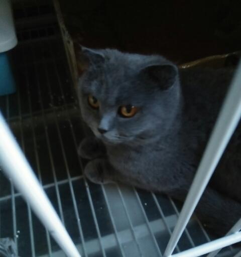 蓝猫折耳母猫三个月的宠物生活（探寻三个月大宠物蓝猫折耳母猫的成长足迹）