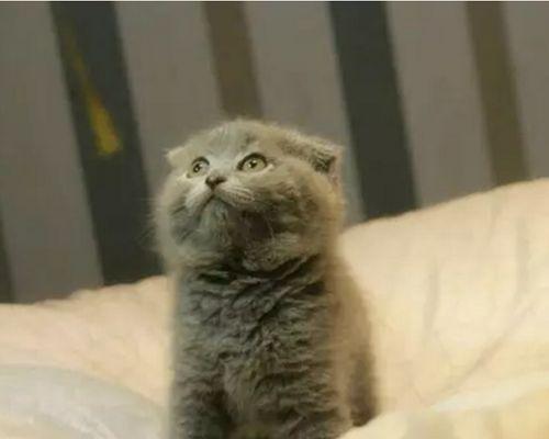 从蓝猫折耳到立耳的转变（探究宠物猫耳朵形态变化的原因与方法）
