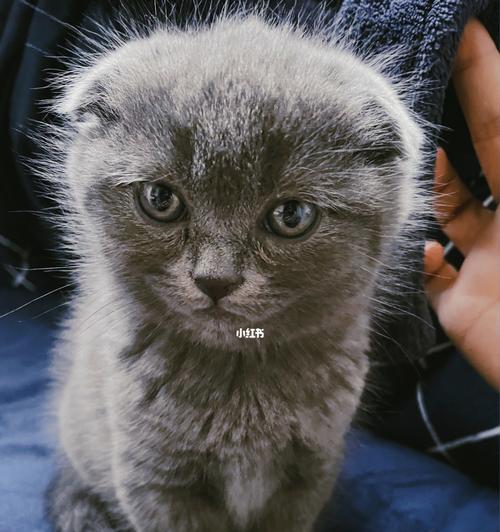 如何预防以蓝猫折耳的发病（掌握这些小技巧）