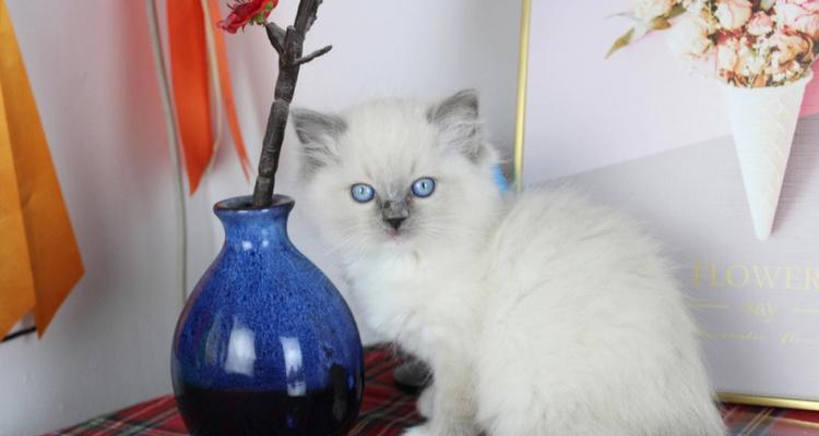 蓝色布偶猫与双色伴侣的完美搭配（以宠物为主的深度剖析）