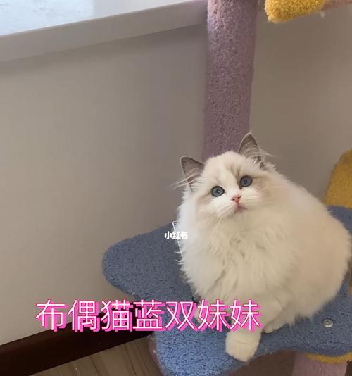 以蓝双布偶猫四个月为主题的宠物日记（记录我家蓝双布偶猫的成长历程）