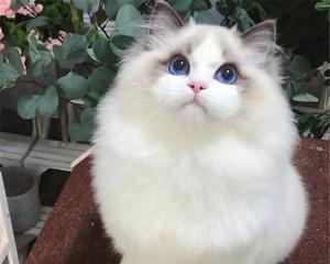 蓝眼白猫布偶猫——最温柔的宠物之一（以蓝眼白猫布偶猫为主题的宠物养护指南）