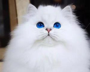 蓝眼睛猫咪的可爱与魅力（探寻蓝眼睛猫咪的神秘性格和特点）