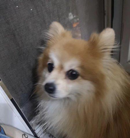 寻找失踪的博美犬，让我们一起守护爱宠（以兰州寻狗事件为引）
