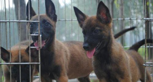 如何科学喂养幼犬狗粮（以狼青幼犬狗粮喂多少为主要考虑因素）