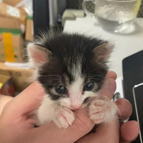 老虎也有小时候（萌态可爱如小猫咪）