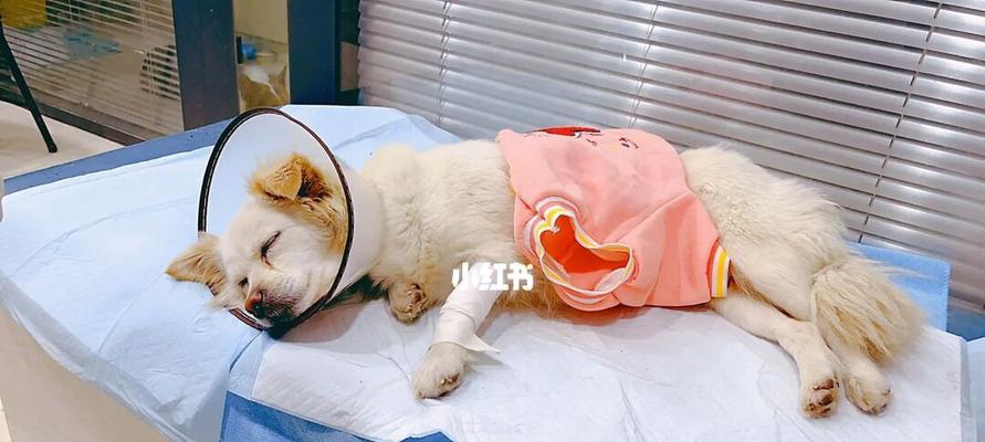 老龄狗狗子宫脱落的预防和处理方法（如何让宠物狗狗远离子宫脱落的困扰）