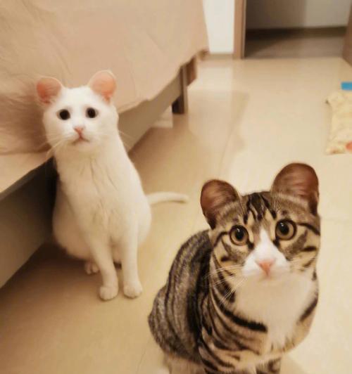 老猫赶走小猫，宠物间的互动如何影响成长（以老猫为例）